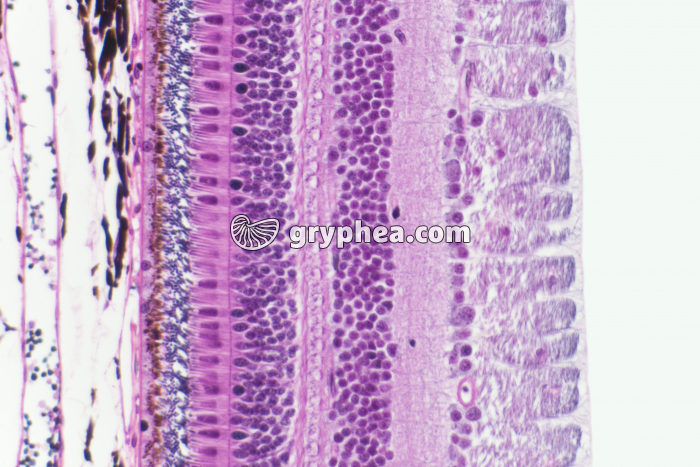 Rétine x100 - gryphea.org